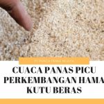kutu pakan ternak